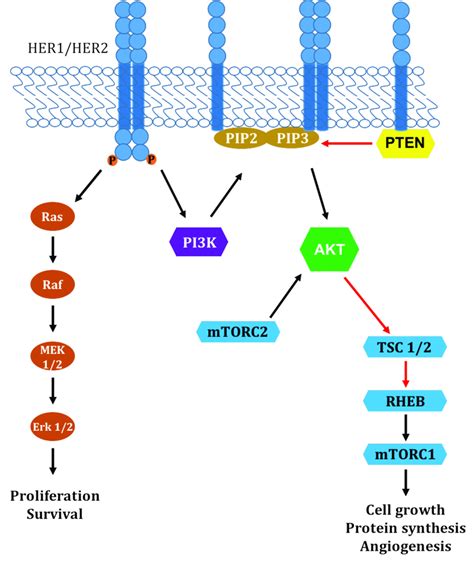 Insulin Tyrosine Kinase Pathway