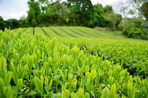 Where Do Tea Leaves Come From? Learn How Tea Grows - Zojirushi Food ...