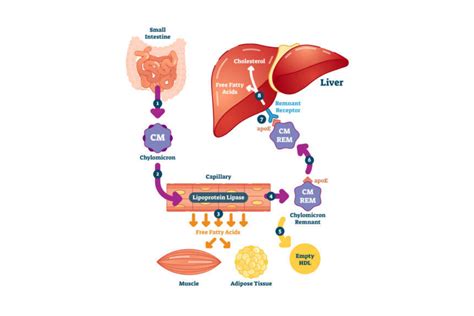 How Understanding the Role of Hormones in Fat Metabolism Can Help ...