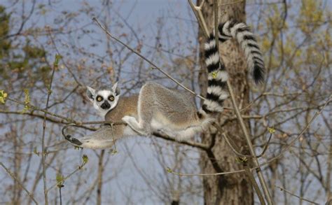 Ring Tailed Lemur – Facts, Habitat, Diet, Pictures