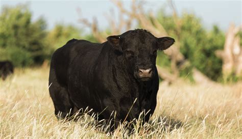 Get To Know The American Aberdeen Cattle Breed - Hobby Farms