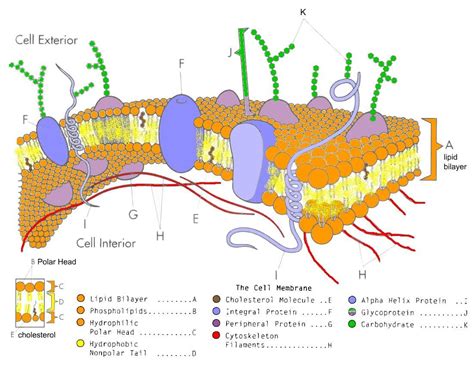 cell membrane coloring worksheet biology