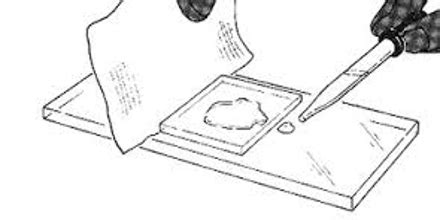 Making a Microscope Slide - Assignment Point