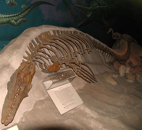 Louisville Fossils and Beyond: Mosasaur Fossils