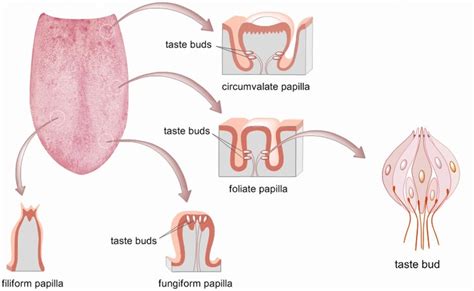 Filiform Papillae Human