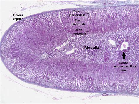 Adrenal Cortex, Adrenal Glands, Adrenals, Histology Slides, Androgen ...