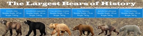 Bears of the Pleistocene