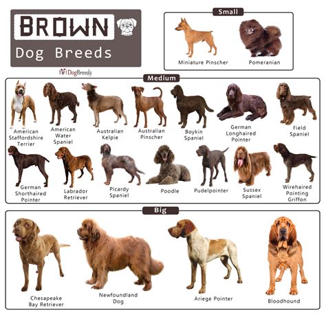 List of Big, Medium, & Small Brown Dog Breeds With Pictures ...