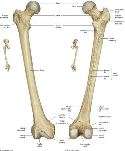 Hip & Thigh - Atlas of Anatomy