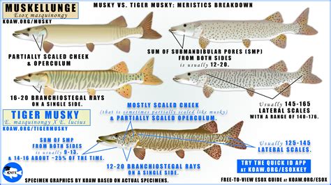 Tiger Muskie Fish