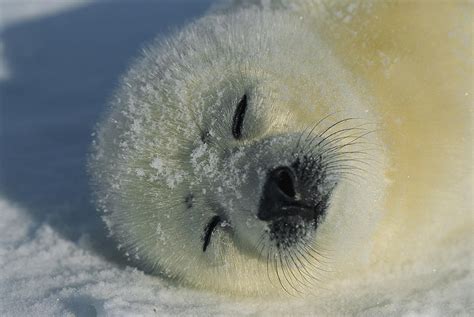 A Newborn Harp Seal Pup In A Fat White Photograph by Norbert Rosing