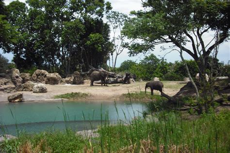 Kilimanjaro Safari Expedition at Walt Disney World's Animal Kingdom ...