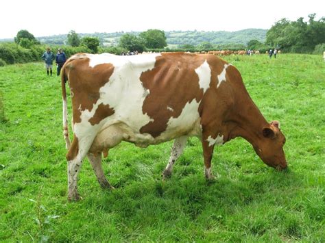 Guernsey Cattle | Visit to Bickfield and Graylands Herds | Guernsey cow ...