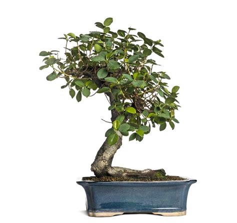 Bonsai Varieties Archives - Page 5 of 5 - Bonsai Tree Resource Center ...