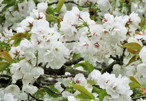 Prunus 'Shirotae' (Japanese Flowering Cherry)