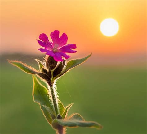 Selective focus photo of pink Malva flower at sunrise, england HD ...