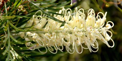 Grevillea Trees And Flowers: A Complete Grevillea Guide | Lawn.com.au