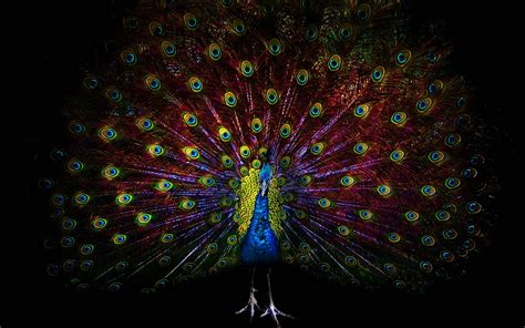 Wallpapers Of Peacock Feathers HD 2015 - Wallpaper Cave