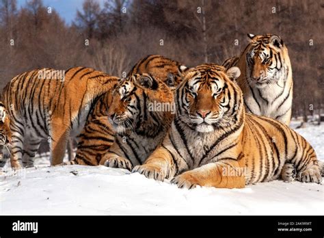 Siberian tigers in the tiger conservation park in Hailin, Heilongjiang ...