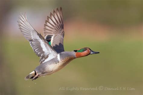 Green-Winged Teal in flight - | Waterfowl, Green wing, Green