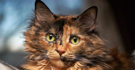 How To Spot The Difference Between Calico and Tortie Cats | Gatos ...