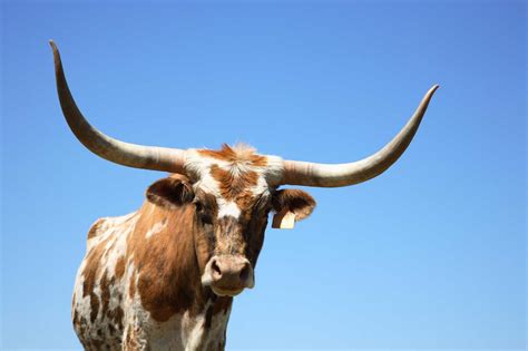 Texas Longhorn Male