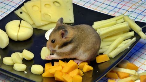 Types of Cheese You Can Feed Your Hamsters - YouTube