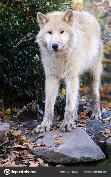 White wolf in nature habitat — Stock Photo © EBFoto #132537924