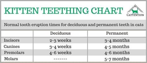 Kitten Teeth Age Chart