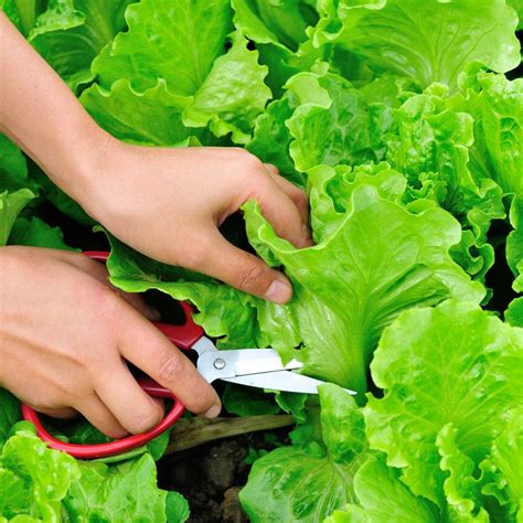 Harvesting Lettuce: How to Make Yours Produce for Weeks)!