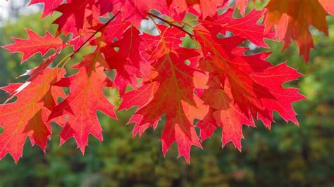 Northern Red Oak: A Tree of Ease • Arbor Day Blog