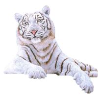 Download White Tiger Free PNG photo images and clipart | FreePNGimg