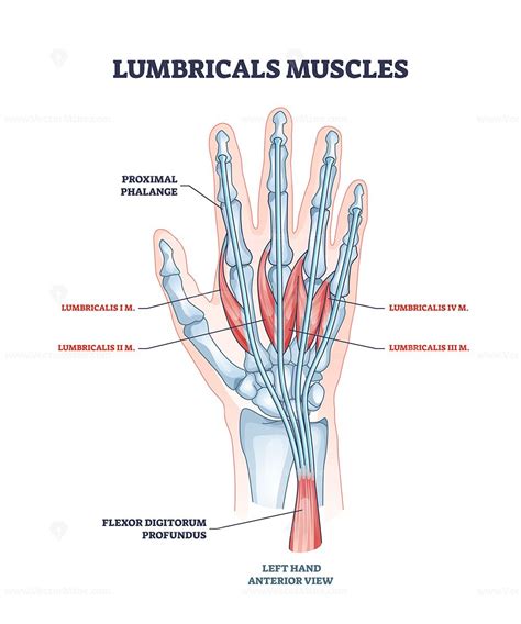 Lumbricals muscles as hand and fingers muscular part anatomy outline ...