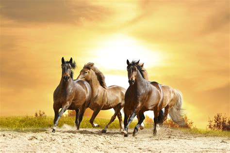 Wild Horses Running Free Wallpaper