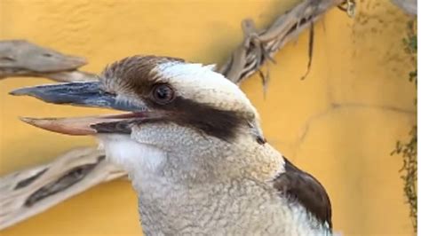 Watch: Laughing Kookaburra Bird Leaves Everyone Amused, Clip Goes Viral