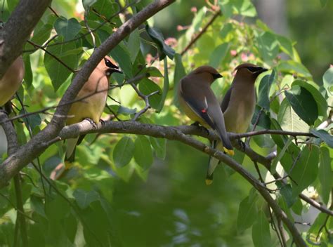 Cedar Waxwing Flock - FeederWatch