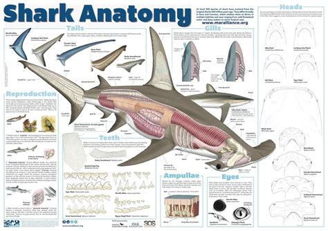 shark anatomy | Shark facts, Shark, Marine biology