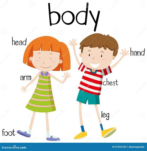 [DIAGRAM] Human Body Parts Diagram - MYDIAGRAM.ONLINE