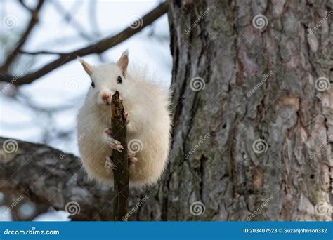 White Squirrel at the Park in Exeter Ontario Stock Image - Image of ...