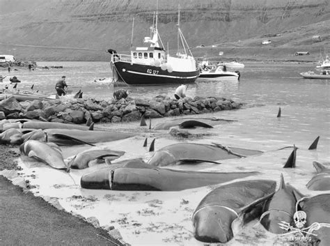 Faroe Islands 'limit hunting of 500 dolphins' after 1.3 million people ...