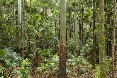 Image of Subtropical rainforest with tall eucalyptus and palms ...