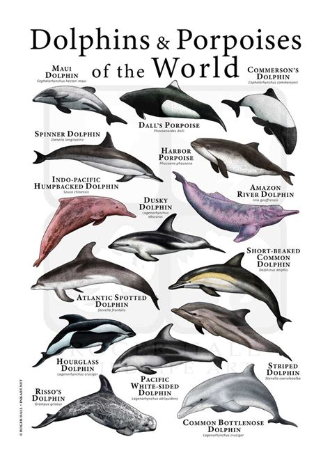 Dolphins & Porpoises of the World Poster - Etsy Canada | Common ...