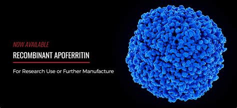 Recombinant Apoferritin