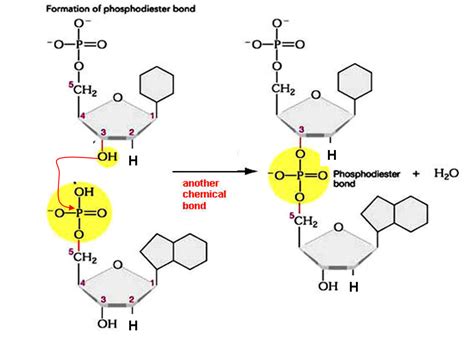 Which of the following bond in DNA links a 3' pentose sugar to a 5 ...