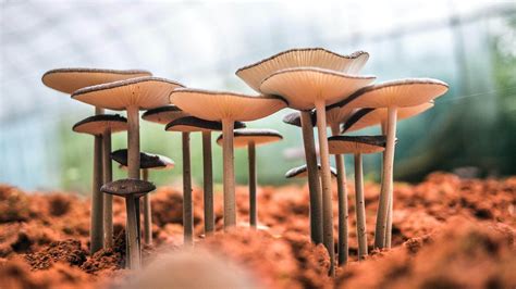 7 Benefits Of Mushroom Compost: All The Important Info!