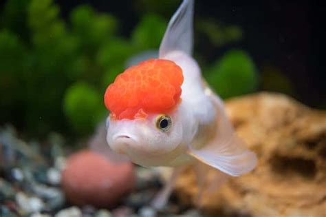 Oranda Goldfish Care Guide & Species Profile | Fishkeeping World