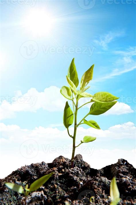 New green life 20557998 Stock Photo at Vecteezy