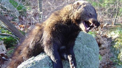 Are Wolverines Related To Fisher Cats? The 10 Correct Answer ...