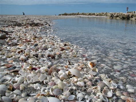 Shelling at Blind Pass – Captiva Island, Florida | Blog The Beach