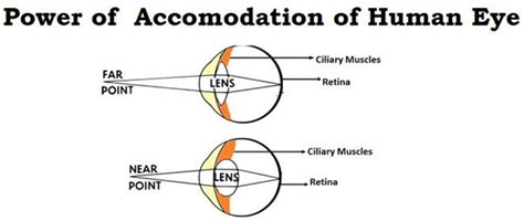 What is Power of Accommodation of Eye Class 10 - CBSE Class Notes ...